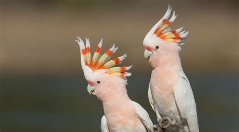 Pink Cockatoo - BirdLife Australia