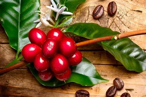 How Do Coffee Beans Grow? Things You Should Know