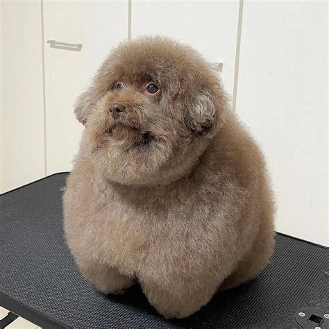 とりりん⭐️絶賛マヴ活中 on Twitter: "RT @dog_rates: This is Mohu. She just got a ...