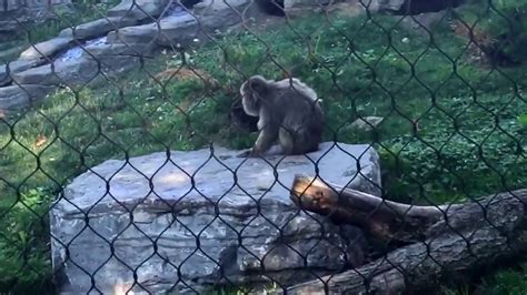 Monkeys at the zoo - YouTube