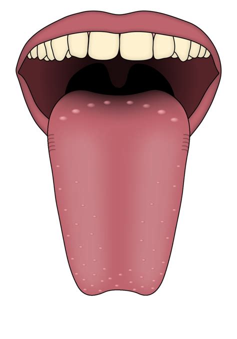 tongue clipart images 10 free Cliparts | Download images on Clipground 2024