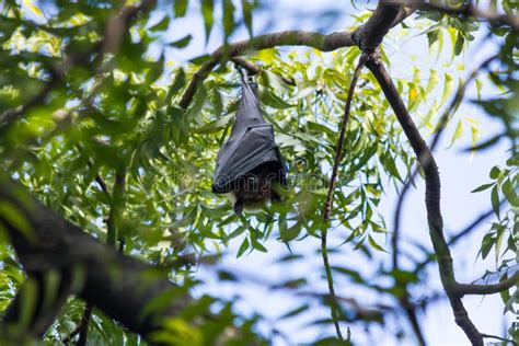 A bat hanging on the tree stock image. Image of national - 63992631