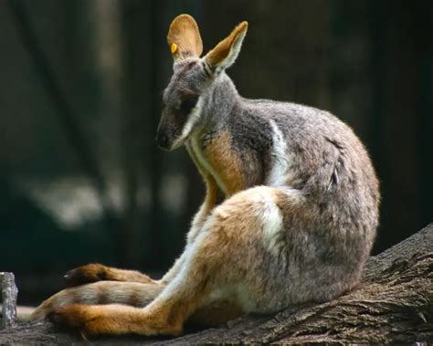 Yellow-Footed Rock-Wallaby | Zoopedia Wiki | Fandom