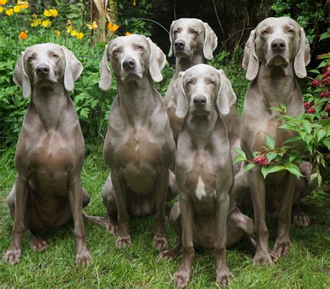 Weimaraner Puppies And Dog Pictures - Pictures Of Animals 2016