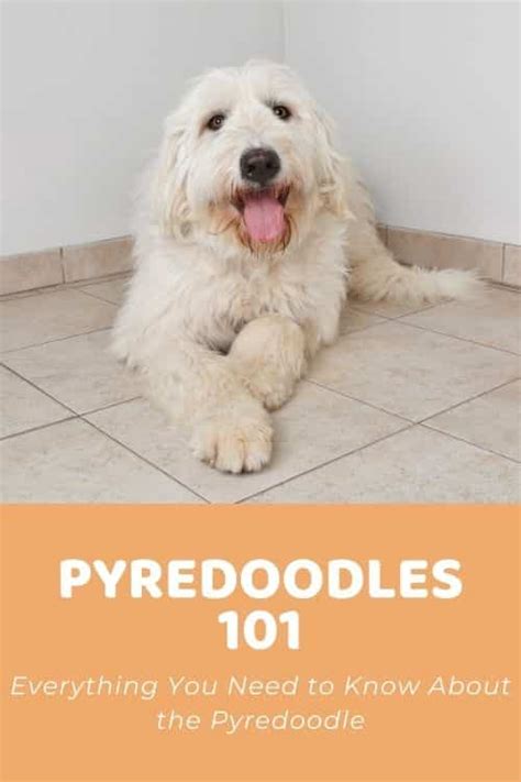 All About Pyredoodles - Doodle Doods