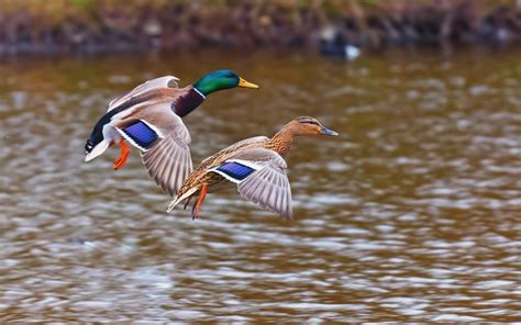 Duck bird | Ducks Wild Birds Lake Nature Awesome HD Wallpaper | Duck ...