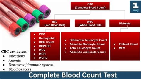 Mean Corpuscular Volume (MCV) Blood Test – Grow Health