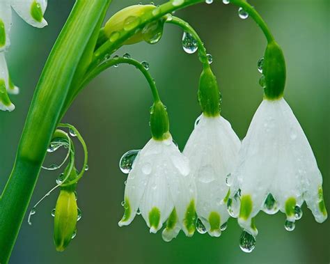 Early Spring Rain Wallpapers - Wallpaper Cave