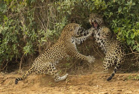 Jaguars of Brazil’s Pantanal: Wildlife Photography Tours & Safaris