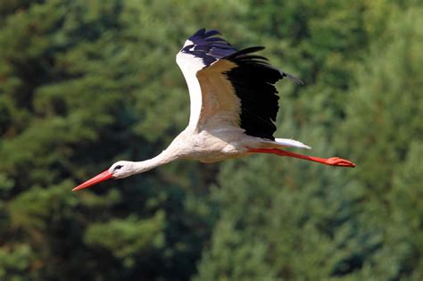 Storks refine their migration routes as they learn from experience | New Scientist