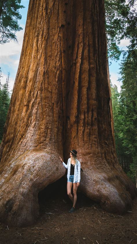 Giant sequoias in California | Sequoia national forest, National forest, Sequoia