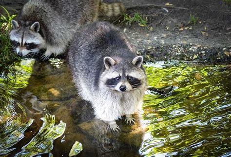 Raccoon Cuisine: Can You Eat a Raccoon? (+Recipes!) - The Grow Network : The Grow Network