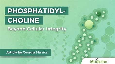 Phosphatidylcholine: Beyond Cellular Integrity | FX Medicine