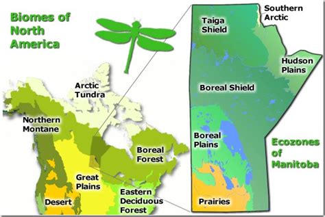 Dragonflies of Manitoba