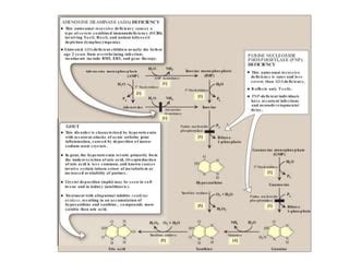 purines Metabolism.pptx