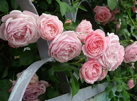 Roses, Flowers, Garden, Fence, Shrub, HD wallpaper | Wallpaperbetter