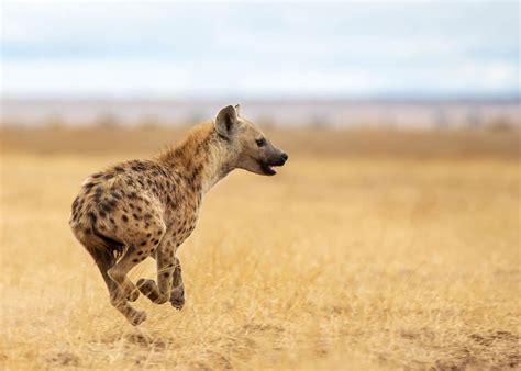 33 Wild Spotted Hyena Facts (Crocuta crocuta) Diet, Cubs... | Storyteller Travel