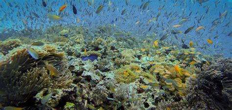 New Galapagos Coral Reef Discovered