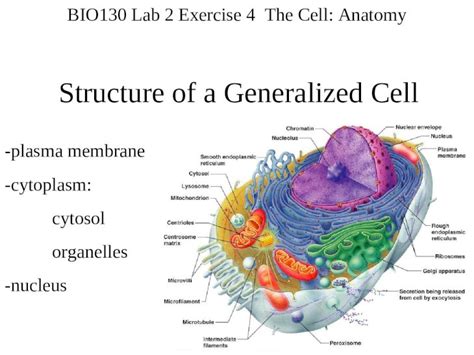 (PPT) Structure of a Generalized Cell -plasma membrane -cytoplasm: cytosol organelles -nucleus ...