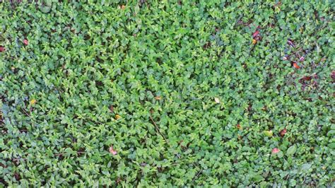 Foliage, Leaves, Green Grass Texture, Leaf Texture. Green Leaf Pattern ...