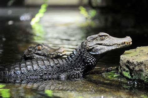 5 Fakta Cuvier's Dwarf Caiman, Spesies Buaya Terkecil di Dunia