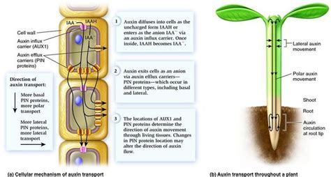 Polar auxin transport ~ Everything You Need to Know with Photos | Videos