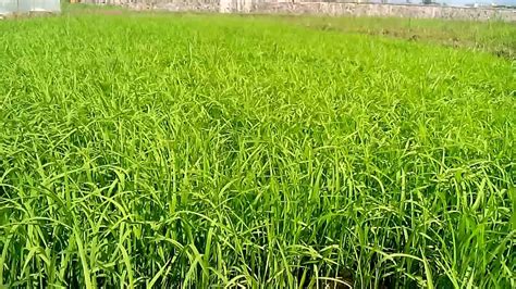 Sawah Indonesia - YouTube