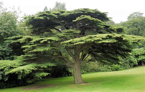 Cedar Tree Pruning: Getting the Timing Right | T.H. Tree Services