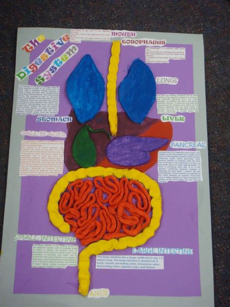 digestive system project - Google Search | Science | Pinterest | Google, Search and Kid