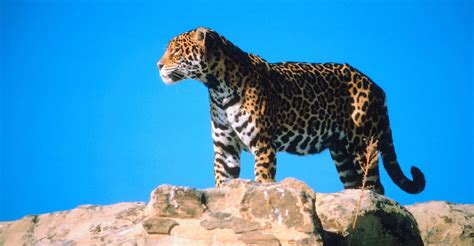 Are There Jaguars in the U.S.? Conservationists May Bring Them Back