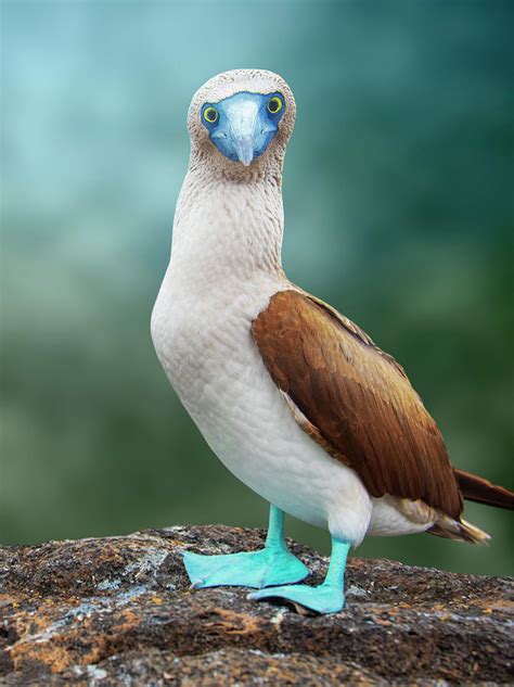 Blue-footed booby #2 Photograph by Antonio Busiello - Pixels