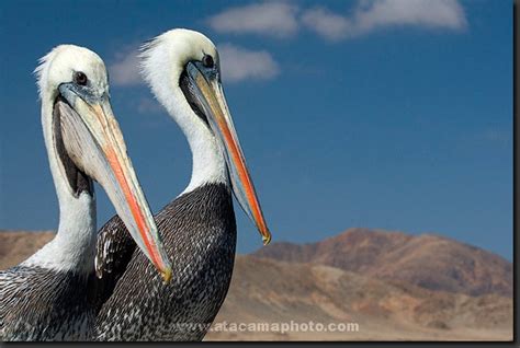 Atacama Desert Animals - photos of birds, lizards, insects and mammals ...