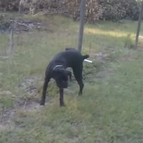 Dog pees on an electric fence and immediately learns hard a lesson