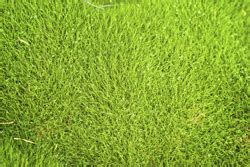 Emerald Zoysia