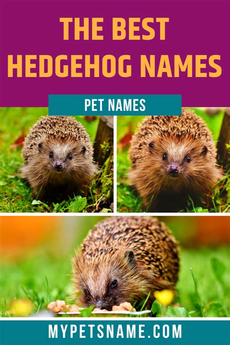 Best Hedgehog Names | Hedgehog names, Pet names, Cool pet names