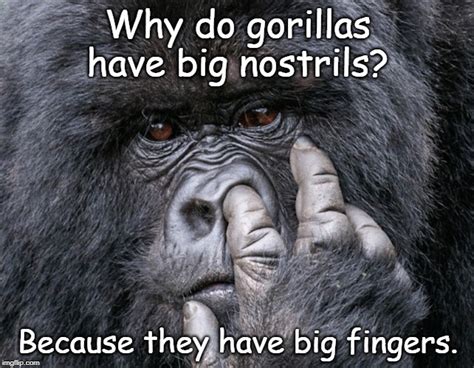 Gorilla meme - instantstorm