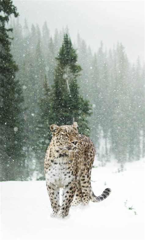 Persian Leopard In Snow iPhone , , Background, and, Winter Leopard HD phone wallpaper | Pxfuel