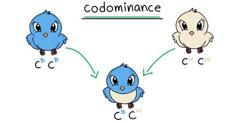 Codominance | Definition & Examples