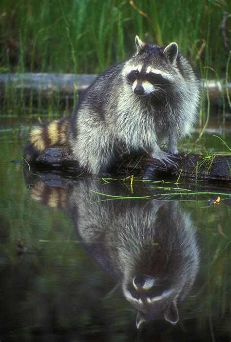 Adult raccoon (Procyon lotor) posed on … – License image – 70170459 lookphotos