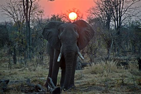 Elephant, Botswana Nature Animals, Safari Animals, African Safari ...