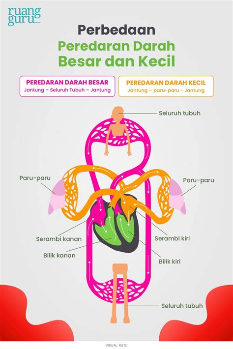 Nana Biologi: ORGAN PEREDARAN DARAH MANUASIA