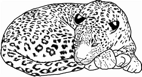 Jaguar Outline Drawing at PaintingValley.com | Explore collection of Jaguar Outline Drawing