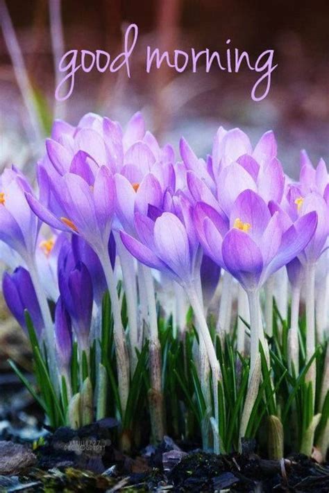 Spring Flowers Good Morning Quote Pictures, Photos, and Images for ...