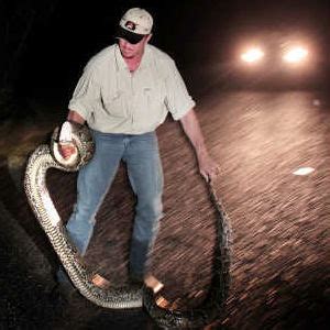 Florida officials offer python hunting contest to deal with ...