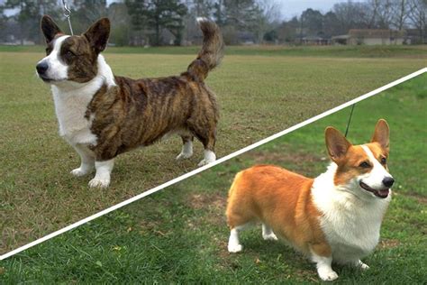 corgiカーディガン - www.technoscience.co.jp