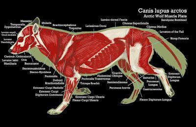 Alex Dawes Illustration: The anatomy of the Wolf (Muscle) | Illustration Art in 2019 | Fox ...