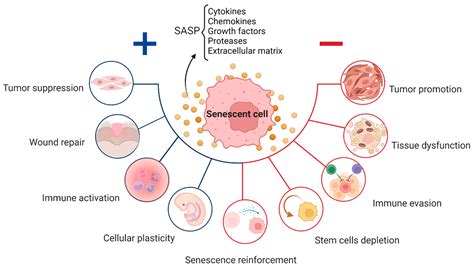 Senescence in Physiological Processes and Age-Related Diseases ...