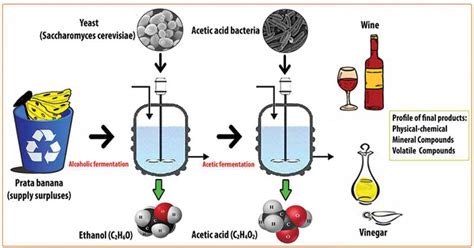 Vinegar Fermentation: Definition, Process, Production