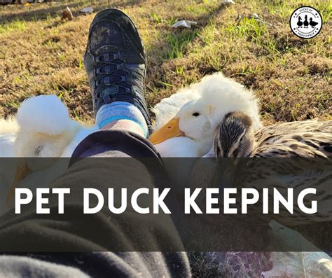 Pet Ducks: The Ultimate Guide to Keeping and Caring for Them