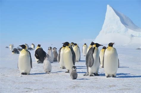 6 Cosas sobre Cómo es Vivir en el Polo Sur